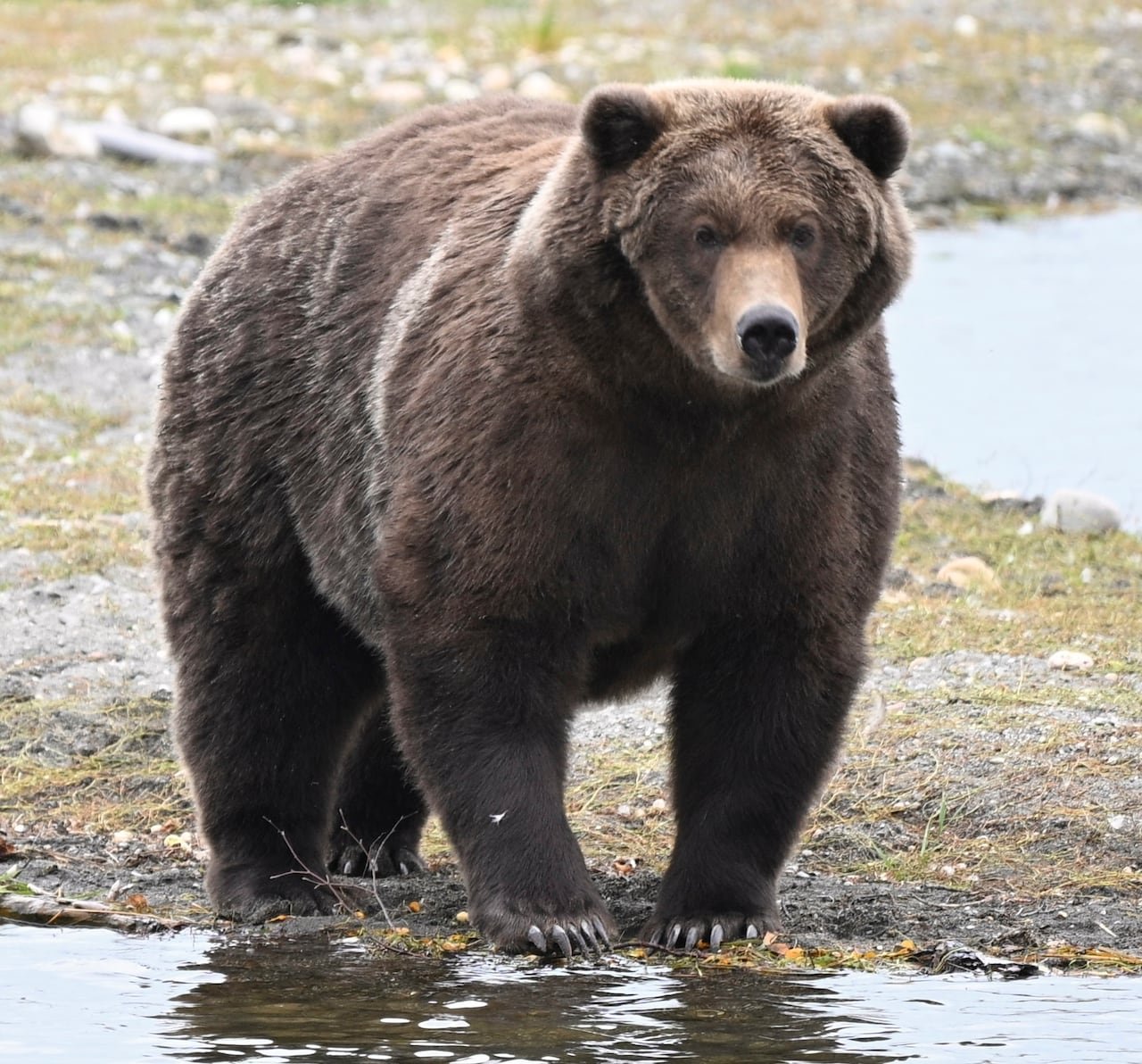 An enormous bear with dark brown fur stands facing the camera